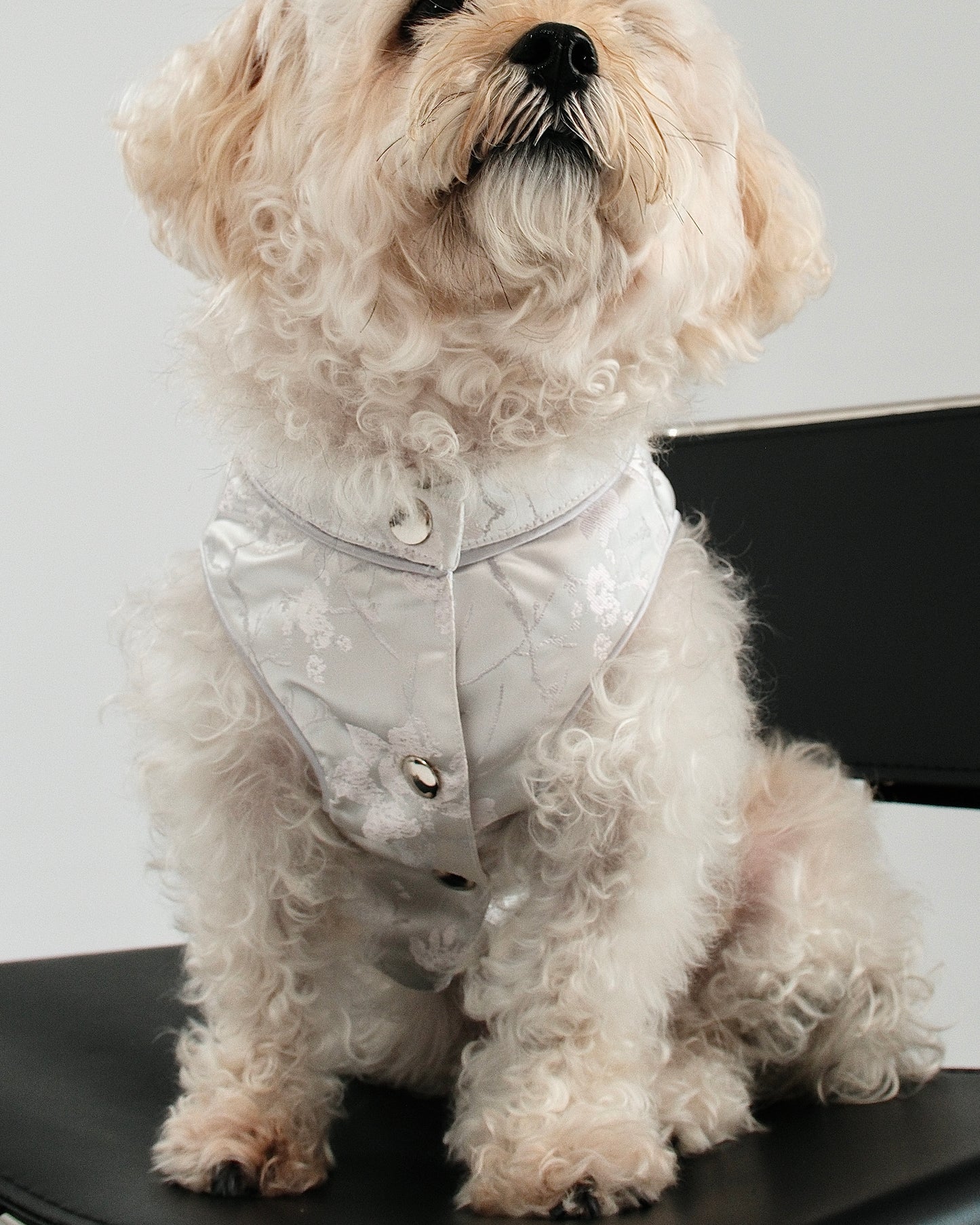 Pawfect Shirt
