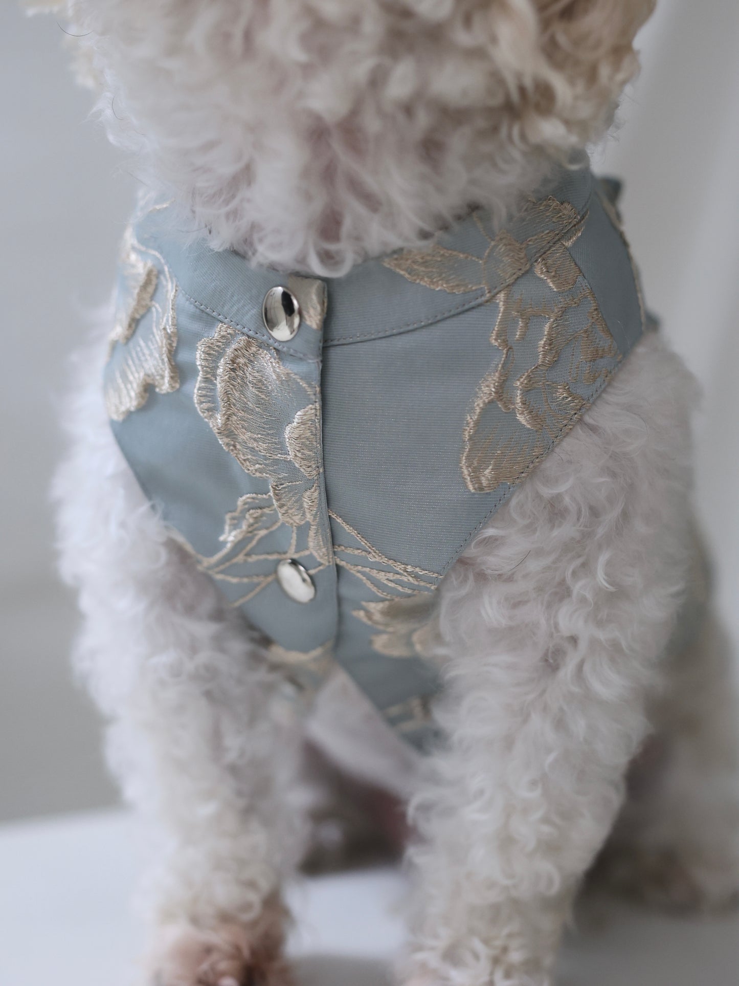 Pawfect Shirt in Twilight Blue