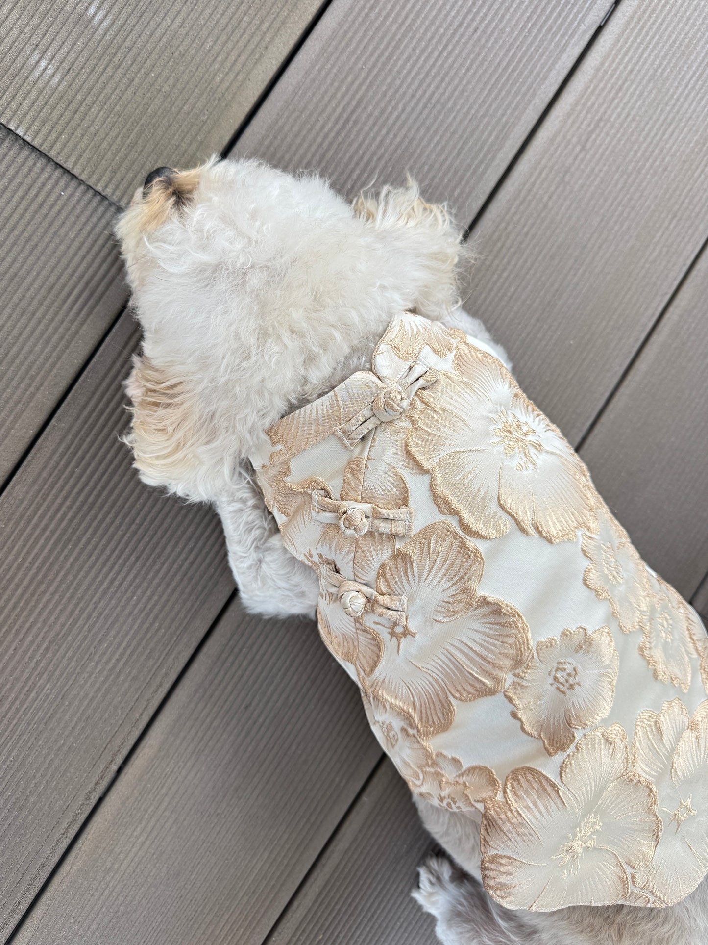 Pawfect Shirt in Champagne Bloom